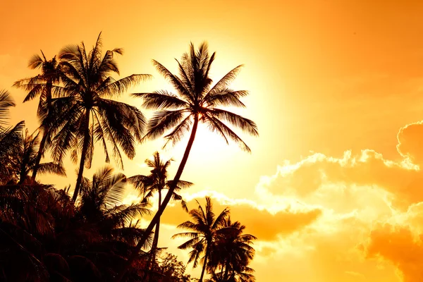 Coconut palm in sunsat — Stock Photo, Image