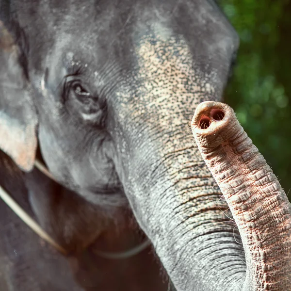 Ein einzelner Elefant — Stockfoto