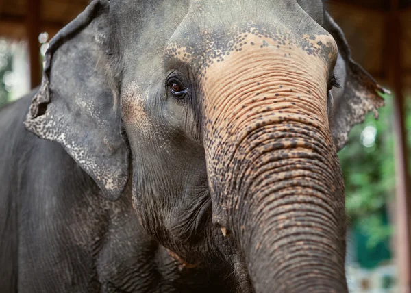 Один слон. — стоковое фото