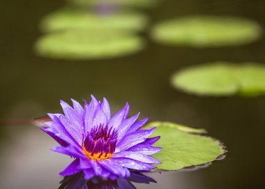 Bu güzel nilüfer veya lotus çiçeği