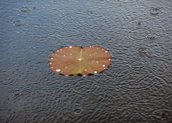 Yaprağın üzerine çiy damlası — Stok fotoğraf
