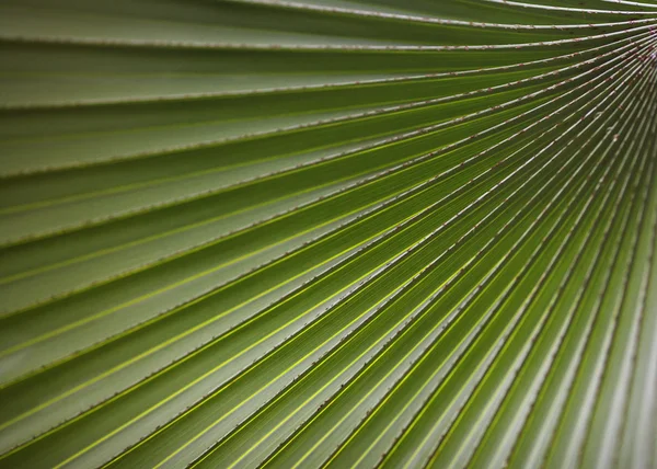 Textura de la palma hoja —  Fotos de Stock