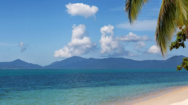 Palm trees on the island — Stock Photo, Image