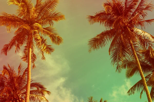 Tropical palm — Stock Photo, Image