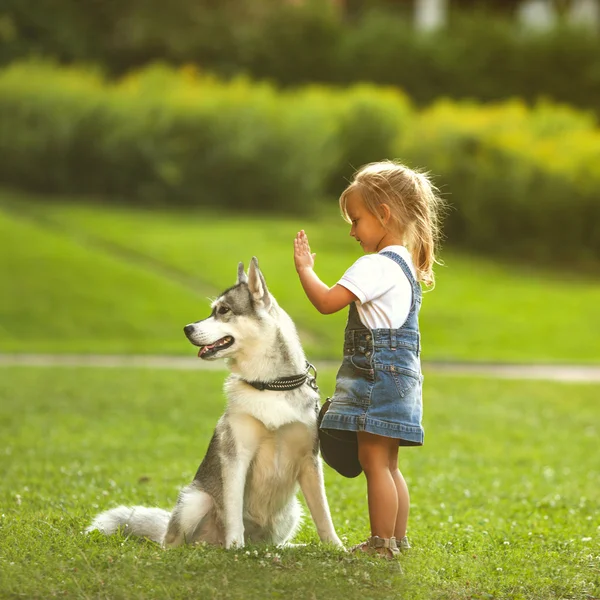 Niña en el parque su casa con un perro Husky —  Fotos de Stock