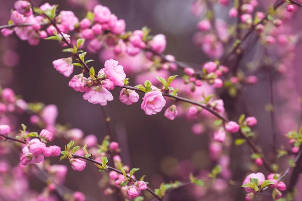 美丽樱花日本-樱花。背景与佛罗里达州 — 图库照片