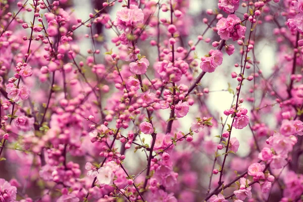 Krásné kvetoucí japonská třešeň - Sakura. Pozadí s fl — Stock fotografie