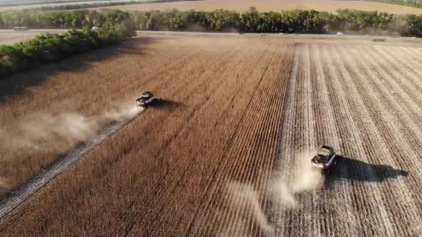 Vista aérea de varias cosechadoras en un campo de girasoles. Cosecha de semillas de girasol para la producción de aceite de girasol — Vídeos de Stock