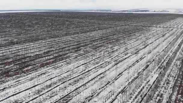 Вид с воздуха на позаимствованные яблоневые сады, покрытые снегом в облачный день — стоковое видео