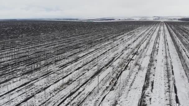 Vista aérea de huertos de manzanas prestados cubiertos de nieve en una vista aérea nublada del día sobre — Vídeo de stock