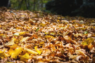 Sonbahar ormanına düşen yapraklar güneşli havada yakın planda.