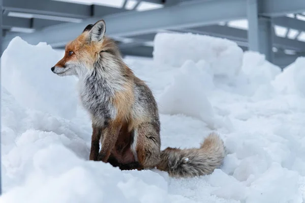 Zorro rojo salvaje se sienta en la nieve contra el telón de fondo de las estructuras grises industriales —  Fotos de Stock