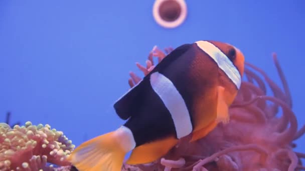수족관에 있는 산호들 사이에는 다양 한 색깔의 물고기가 있습니다. 바다 주민들의 배경 — 비디오