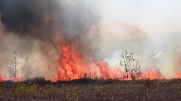 Un alto fuego quema hierba seca y cañas con trigo dentro de los límites de un pequeño pueblo. Incendio y desastre natural. Grandes llamas y humo negro grueso — Vídeos de Stock