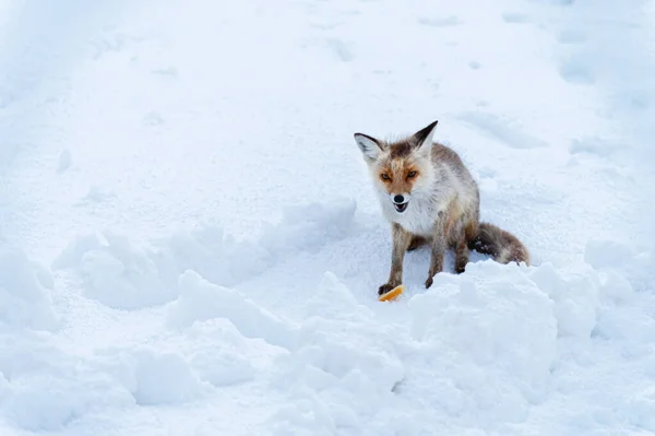 Wilder Rotfuchs sitzt im Schnee vor dem Hintergrund industrieller grauer Strukturen — Stockfoto