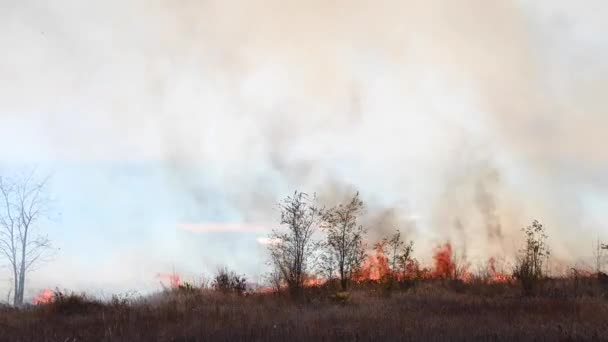 Desastre natural de la quema incontrolada. Quemando hierba seca y juncos en un campo en un suburbio urbano. Lenguas de fuego y humo en un día soleado — Vídeo de stock