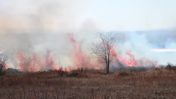 Стихийное бедствие неконтролируемого огня. Сжигание сухой травы и тростника в поле в пригороде. Языки пламени и дыма в солнечный день — стоковое видео