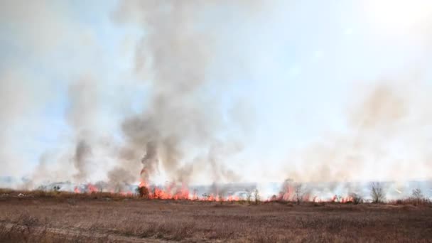 Natuurramp van ongecontroleerde verbranding. Het verbranden van droog gras en riet in een veld in een stedelijke buitenwijk. Tongen van vlam en rook op een zonnige dag — Stockvideo