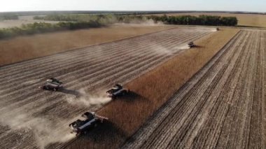 Ayçiçeği tarlasında çeşitli hasatçıların havadan görüntüsü. Ayçiçeği yağı üretimi için ayçekirdeği topluyorum.