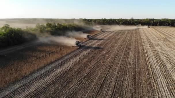 Vista aérea de varias cosechadoras en un campo de girasoles. Cosecha de semillas de girasol para la producción de aceite de girasol — Vídeos de Stock