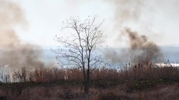 Natuurramp van ongecontroleerde verbranding. Het verbranden van droog gras en riet in een veld in een stedelijke buitenwijk. Tongen van vlam en rook op een zonnige dag — Stockvideo