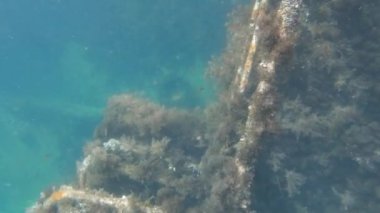 Deniz yosunu mercanları ve midyelerle kaplı batık bir geminin sualtı görüntüsü. Batık geminin etrafında küçük balıklar yüzüyor.