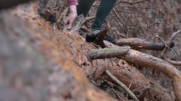 Sırt çantalı beyaz bir erkek gezgin ormanda bir kütüğün üzerinden geçiyor. Orman Dağ Trek Adamı Odaklanamaz — Stok video