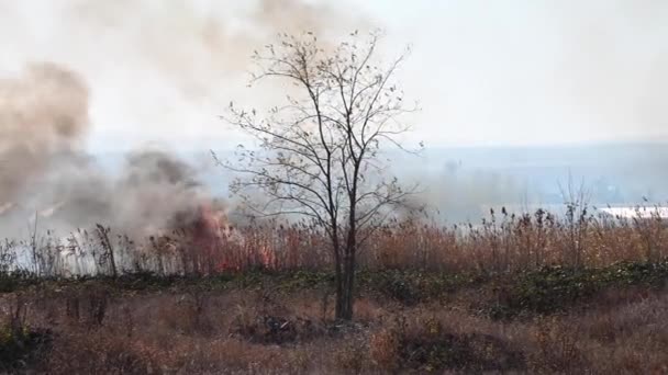 Gli incendi boschivi primaverili imperversano. Bruciare erba secca alla periferia di piccole città. Una catastrofe ecologica. Fuoco e fumo distruggono tutti gli esseri viventi. — Video Stock