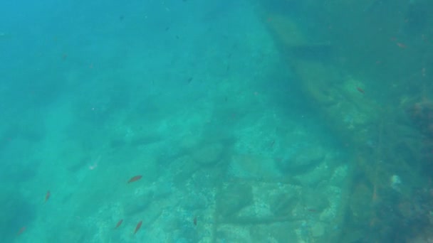 Unterwasser-Ansicht eines gesunkenen Schiffes, das mit Algenkorallen und Muscheln bedeckt ist. Kleine Fische schwimmen um das gesunkene Schiff — Stockvideo