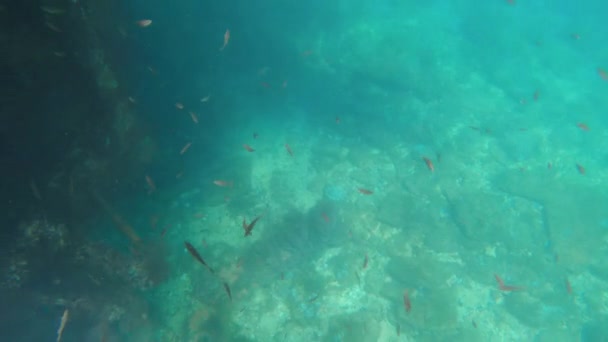 Vista subaquática de um navio afundado coberto com corais de algas marinhas e mexilhões. Pequenos peixes nadam ao redor do navio afundado — Vídeo de Stock