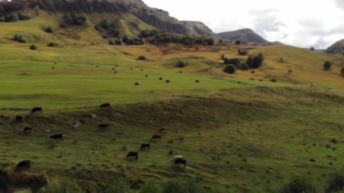 Dağlardaki sonbahar otlağındaki uçuşun havadan görünüşü. Kafkas inekleri dağların yükseklerindeki çayırlarda otlarlar. Doğal çayır