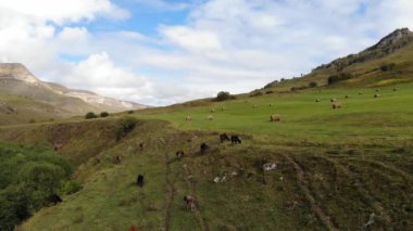 Dağlardaki sonbahar otlağındaki uçuşun havadan görünüşü. Kafkas inekleri dağların yükseklerindeki çayırlarda otlarlar. Doğal çayır