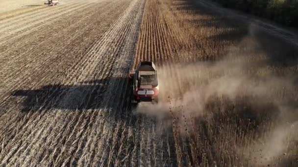 Aerial view of several harvesters on a field of sunflowers. Harvesting sunflower seeds for sunflower oil production — Stock Video