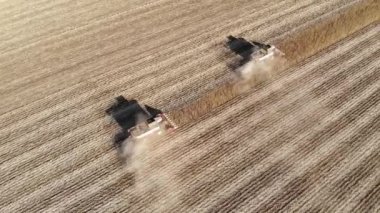 Ayçiçeği tarlasında çeşitli hasatçıların havadan görüntüsü. Ayçiçeği yağı üretimi için ayçekirdeği topluyorum.