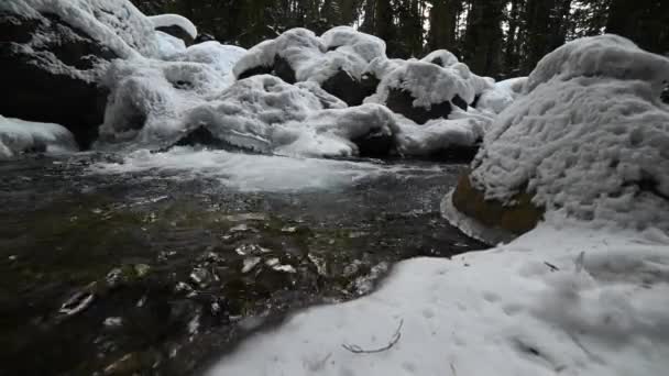 Primer plano de un remanso de un río de montaña que fluye en un bosque de coníferas. Piedras congeladas en nieve y hielo. movimiento lateral deslizante. Ángulo ancho — Vídeo de stock