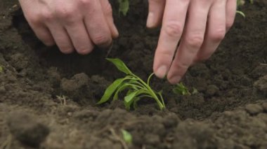 Kara toprağa balgar biberi tohumu eken beyaz bir beyaz adamın elini yakın plan çekiyoruz. Pürüzsüz kamera hareketi yüksek dinamik aralık
