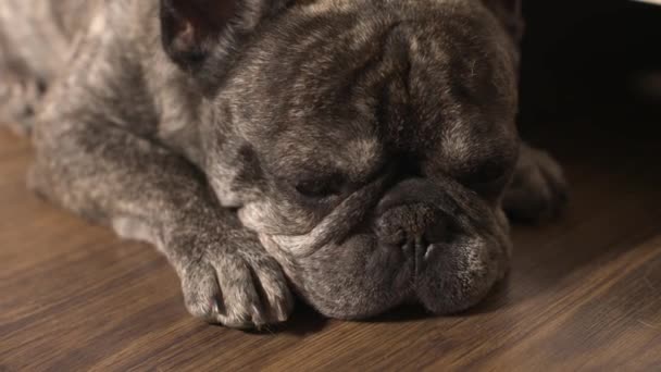 Um cão pedigree bonito Bulldog francês sozinho em casa encontra-se no chão, esperando o proprietário entediado. Auto-isolamento sem alegria, quarentena em casa. Dormir adormecido. Close-up do focinho do rosto. 4k — Vídeo de Stock