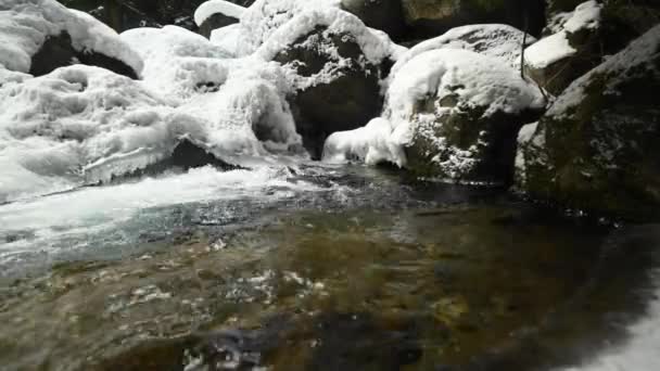 Close-up de um backwater de um rio montês que flui em uma floresta conífera. Pedras congeladas na neve e no gelo. movimento lateral deslizante. Ângulo largo — Vídeo de Stock
