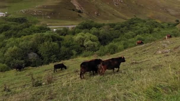 Повітряний вид польоту на осіннє пасовище в горах. Кавказькі корови пасуться на луках високо в горах. Природне пасовище — стокове відео