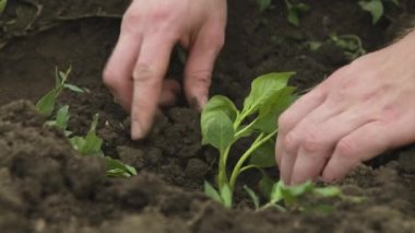 Kara toprağa balgar biberi tohumu eken beyaz bir beyaz adamın elini yakın plan çekiyoruz. Pürüzsüz kamera hareketi yüksek dinamik aralık