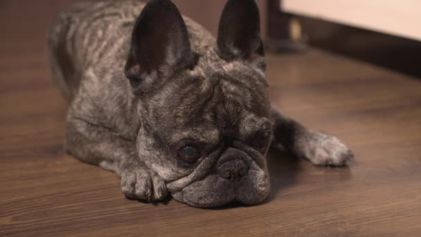 Evde tek başına yatan şirin bir soylu Fransız Bulldog yerde canı sıkılan sahibini bekliyor. Mutsuz kendini izole etme, ev karantinası. Uyku uyuyan evcil hayvan. Yüzün ağızlık kısmının yakın çekimi. 4k — Stok video