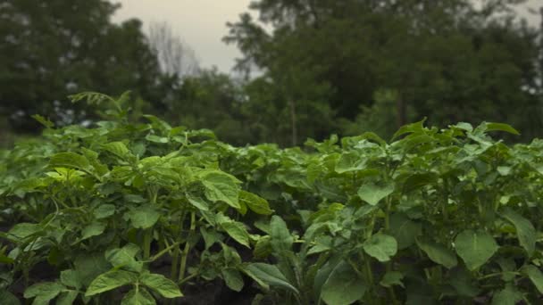 Крупный план зеленых картофельных растений на домашних плантациях в облачный день. Движение слайдов параллельно строкам на слайдере — стоковое видео
