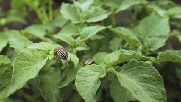 Yeşil patates yaprakları üzerinde çizgili Colorado patates böceği paraziti. Patates endüstrisi tarım. — Stok video