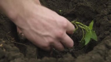 Kara toprağa balgar biberi tohumu eken beyaz bir beyaz adamın elini yakın plan çekiyoruz. Pürüzsüz kamera hareketi yüksek dinamik aralık