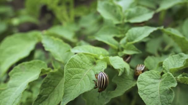 Colorado randig skalbagge parasit på gröna potatisblad. Potatisindustri, jordbruk. Hemplantering — Stockvideo