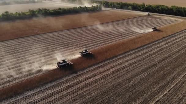 Aerial view of several harvesters on a field of sunflowers. Harvesting sunflower seeds for sunflower oil production — Stock Video