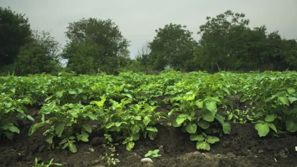 在多云的日子里，在家里的小种植园里对绿色土豆植物进行了近距离观察。滑动运动与滑块上的行平行 — 图库视频影像