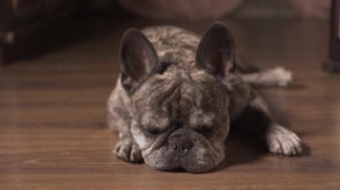 Evde tek başına yatan şirin bir soylu Fransız Bulldog yerde canı sıkılan sahibini bekliyor. Mutsuz kendini izole etme, ev karantinası. Uyku uyuyan evcil hayvan. Yüzün ağızlık kısmının yakın çekimi. 4k