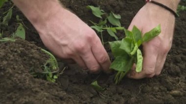 Kara toprağa balgar biberi tohumu eken beyaz bir beyaz adamın elini yakın plan çekiyoruz. Pürüzsüz kamera hareketi yüksek dinamik aralık