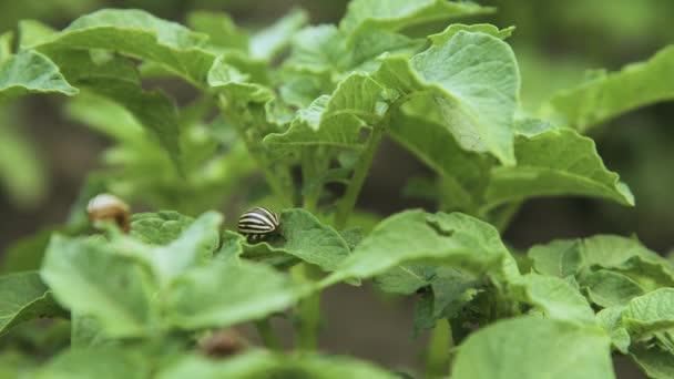 Escarabajo a rayas de Colorado parásito en hojas de papa verde. Industria de la patata, agricultura. Plantación casera — Vídeos de Stock